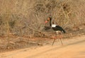 Saddle-Billed stork in Kruger National Park Royalty Free Stock Photo