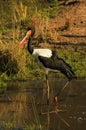 Saddle-Billed Stork Royalty Free Stock Photo