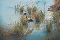 Saddle billed Stork in Mikumi National Park, Tanzania