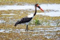 Saddle Billed Stork at Okavango Delta - Moremi N.P. Royalty Free Stock Photo