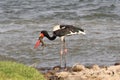 South Luanga National Park: Saddle-billed Stork with reptil in h Royalty Free Stock Photo