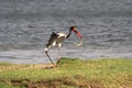 Saddle-billed Stork with reptil in his bill. Ephippiorhynchus senegalensis Royalty Free Stock Photo