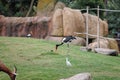 The Saddle-billed Stork or Saddlebill,Ephippiorhynchus senegalensis, a large Wading Bird in the Stork Family