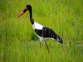 Saddle-billed stork, or saddlebill Ephippiorhynchus senegalensis, Murchison Falls National Park,Uganda