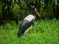 Saddle-billed stork or saddlebill Ephippiorhynchus senegalensis is a large wading bird in the stork family roaming in park Royalty Free Stock Photo