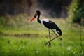 Saddle-billed stork, or saddlebill, Ephippiorhynchus senegalensis, in the nature habitat. Bird in the green grass during rain, Royalty Free Stock Photo