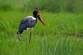 Saddle-billed stork, or saddlebill, Ephippiorhynchus senegalensis, in the nature habitat. Bird in the green grass during rain, Royalty Free Stock Photo