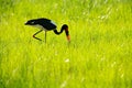 Saddle-billed stork, or saddlebill, Ephippiorhynchus senegalensis, in the nature habitat. Bird in the green grass during rain, Royalty Free Stock Photo