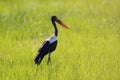 Saddle-billed stork, or saddlebill, Ephippiorhynchus senegalensis, in the nature habitat. Bird in the green grass during rain, Royalty Free Stock Photo