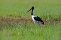 Saddle-billed stork, or saddlebill, Ephippiorhynchus senegalensis, in the nature habitat. Bird in the green grass during rain,