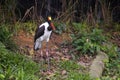 Saddle-billed stork, Singapore