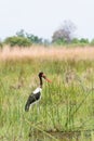 Saddle-billed Stork Royalty Free Stock Photo