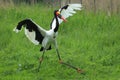 Saddle-billed stork Royalty Free Stock Photo