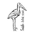 Saddle-billed stork - vector illustration sketch hand drawn Royalty Free Stock Photo
