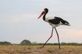 Saddle Billed stork walks through the field Royalty Free Stock Photo