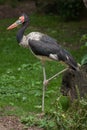 Saddle-billed stork (Ephippiorhynchus senegalensis). Royalty Free Stock Photo