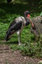 Saddle-billed stork (Ephippiorhynchus senegalensis). Royalty Free Stock Photo