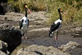 Saddle billed storks Royalty Free Stock Photo