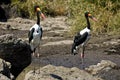 Saddle billed storks