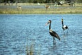 Saddle-billed Storks Royalty Free Stock Photo