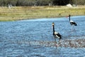 Saddle-billed Storks Royalty Free Stock Photo