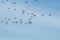 Saddle billed storks flying in a blue sky background