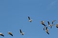 Saddle billed storks flying in a blue sky background