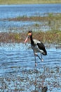 Saddle-billed Storks Royalty Free Stock Photo