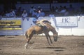Saddle Bronco riding Royalty Free Stock Photo