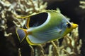 The Saddle Butterflyfish  Chaetodon ephippium. Royalty Free Stock Photo