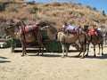 Saddle camels ready for cargo in Turkey