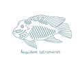 The saddle cichlid. Aequidens tetramerus. Aquarium fish. Vector contour line. Open paths. Editable stroke.