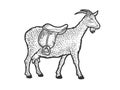 Saddle goat sketch vector illustration Royalty Free Stock Photo