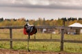 A saddle hangs on a wooden fence Royalty Free Stock Photo