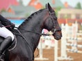 Saddle horse with Hackamore bridle Royalty Free Stock Photo