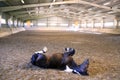 Saddle horse having fun in riders hall Royalty Free Stock Photo