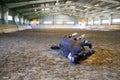 Saddle horse lay on back and having fun to roll in sand in an em Royalty Free Stock Photo