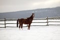 Saddle horse looking over corral fence winter rural scene Royalty Free Stock Photo