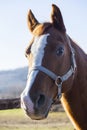 Saddle horse looking over the pen fence Royalty Free Stock Photo