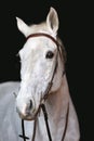 Saddle horse portrait isolated on black background Royalty Free Stock Photo