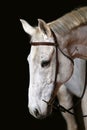 Saddle horse portrait isolated on black background Royalty Free Stock Photo