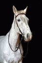 Saddle horse portrait isolated on black background Royalty Free Stock Photo