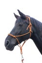 Saddle horse portrait isolated on white background Royalty Free Stock Photo