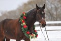 Saddle horse wearing beautiful colorful christmas wreath at advent weekend in the fresh snow Royalty Free Stock Photo