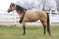 Saddle horse wearing christmas wreath decoration outdoors Royalty Free Stock Photo