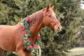 Saddle horse wearing christmas wreath decoration outdoors Royalty Free Stock Photo