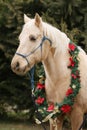 Saddle horse wearing christmas wreath decoration outdoors Royalty Free Stock Photo