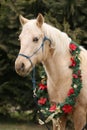 Saddle horse wearing christmas wreath decoration outdoors Royalty Free Stock Photo