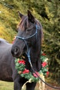 Saddle horse wearing christmas wreath decoration outdoors Royalty Free Stock Photo