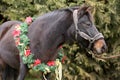 Saddle horse wearing christmas wreath decoration outdoors Royalty Free Stock Photo